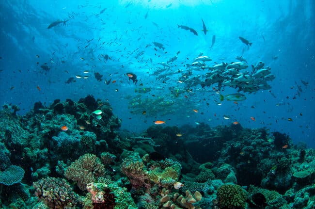 Large School of Red Bass at Plates Dive Site