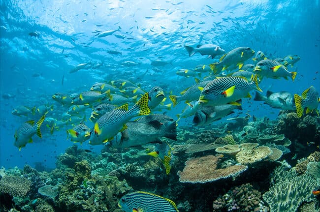 Large School of Sweet Lip Fish and Red Bass Fish