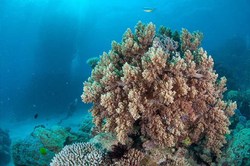 Large Soft Corals