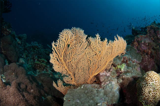 Beautiful Orange Seafan