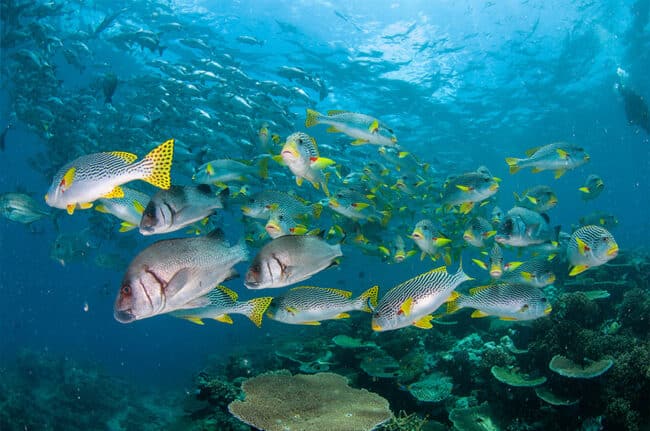 Large Schools of Fish Diving at Plates Dive Site