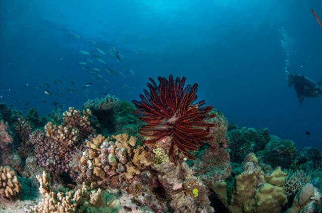 Red Feather Star