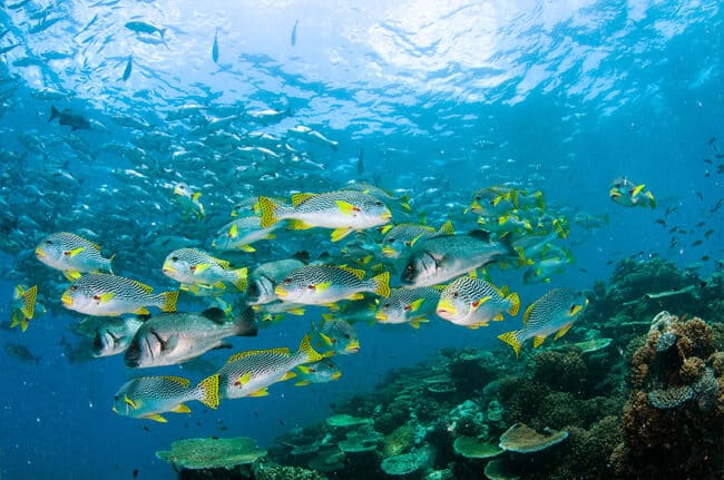 Scuba Diving with Large School of Sweetlip Fish