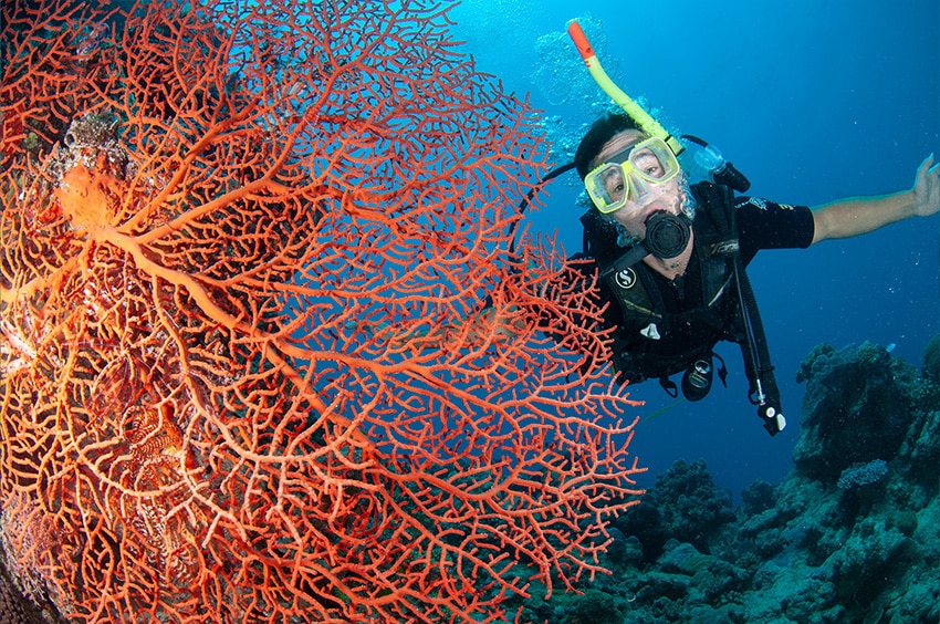 Scuba Diving with large red seafan