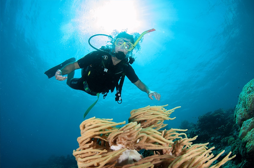 Scuba Diver with Spaghettis Coral