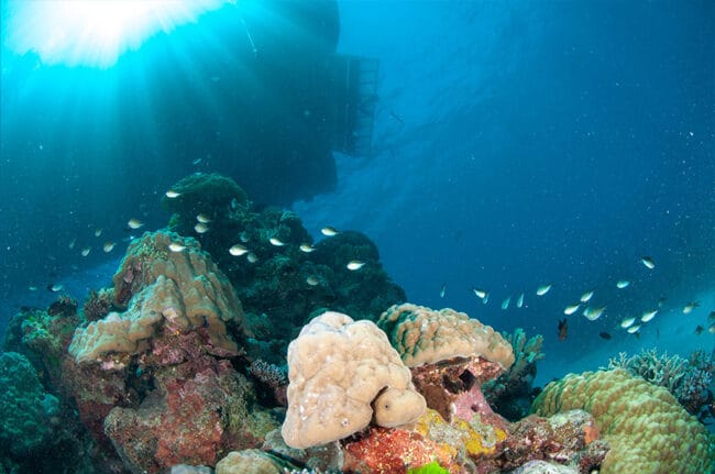 Scuba Diving under the boat.