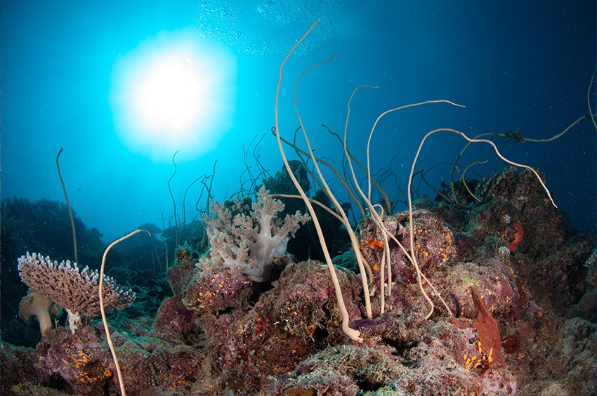 Sea Whip Coral