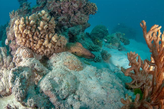 Small Moray Eel
