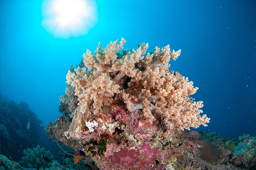 Bountiful Soft Corals