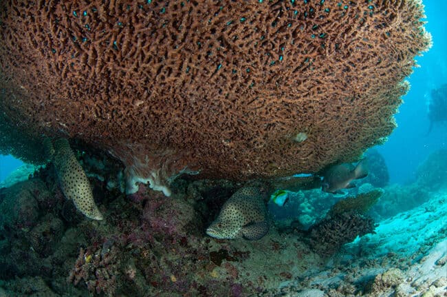 Large and small Barramundi Cod