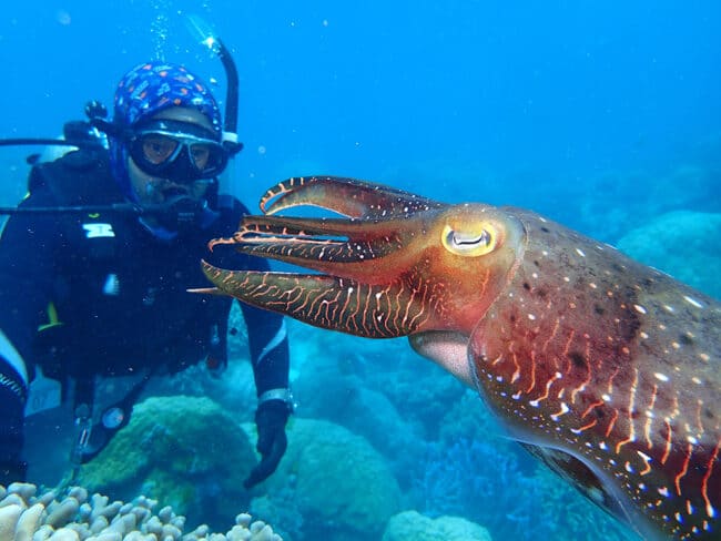 Beautiful cuttle fish with scuba diver.