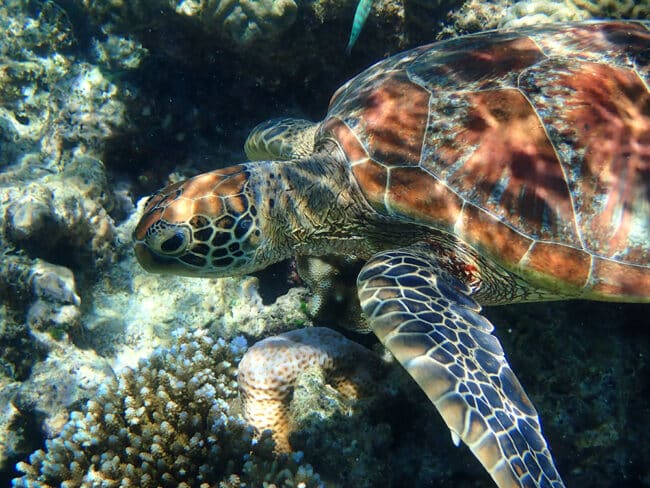 Beautiful Turtle diving on the reef from Cairns.