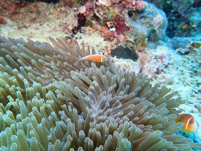 Anemonefish and sea anemone.