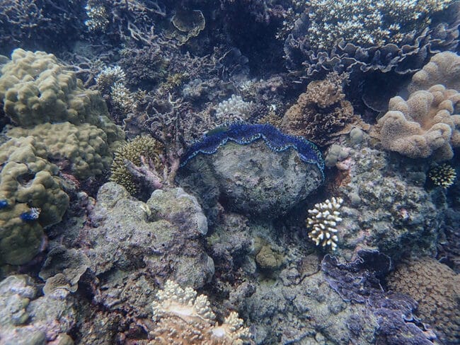 Giant Sea Clam.