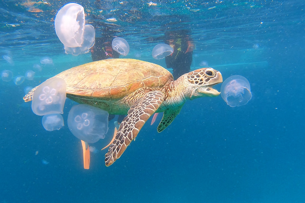 Snorkeling with Turtles from Cairns & Fitzroy Island!