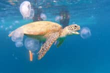 Snorkeling with Green Sea Turtles from Cairns.
