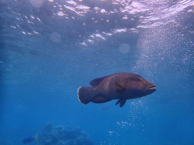 Mauri Wrasse