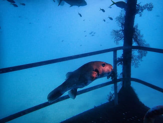 Large Puffer Fish