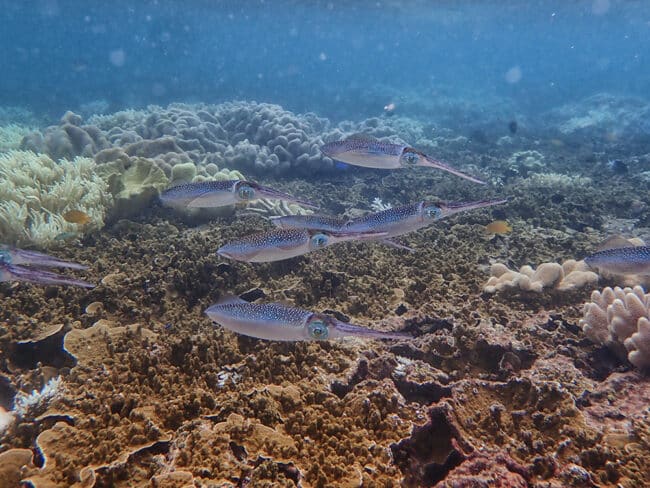 School of baby squid.