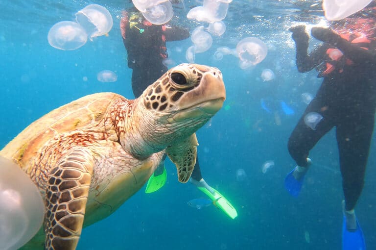 Snorkeling with Turtles from Cairns & Fitzroy Island!