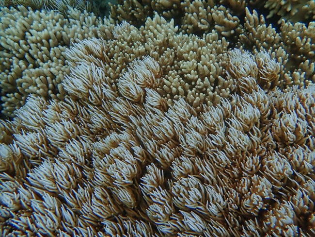 Soft coral gardens