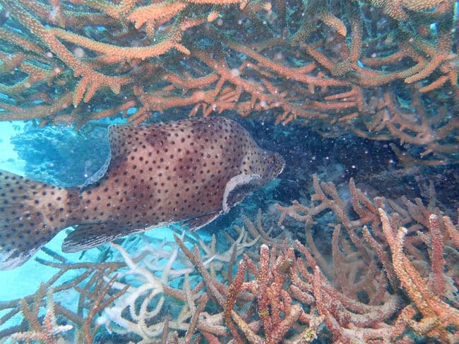 Barramundi-Cod Under Staghorn Coral