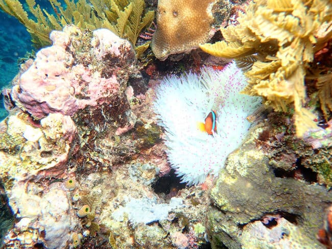 Bright White Anemone with Anemonefish