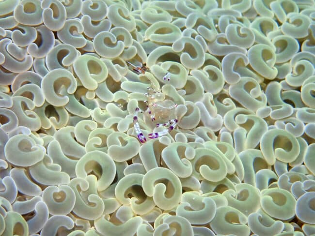 Ghost shrimp