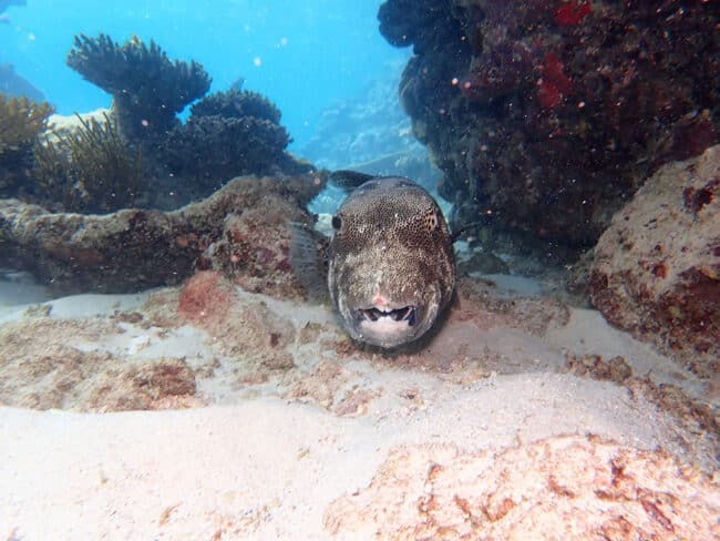 Giant Pufferfish