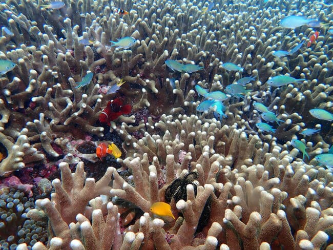 Hard Coral and Reef Fish