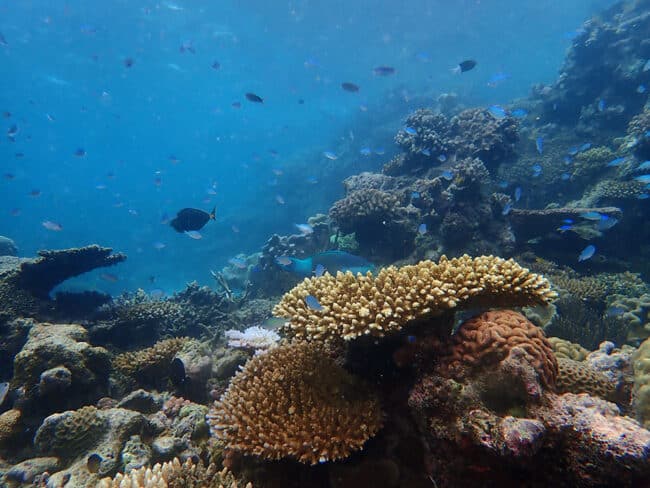 Hard and Soft Corals