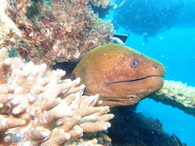 Large Moray Eel