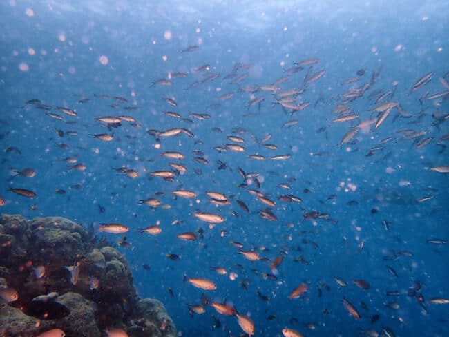 Schooling Reef Fish