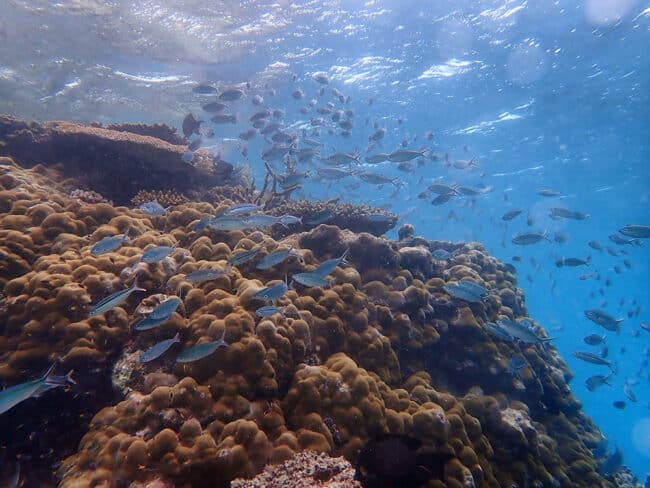 Schooling Reef Fish