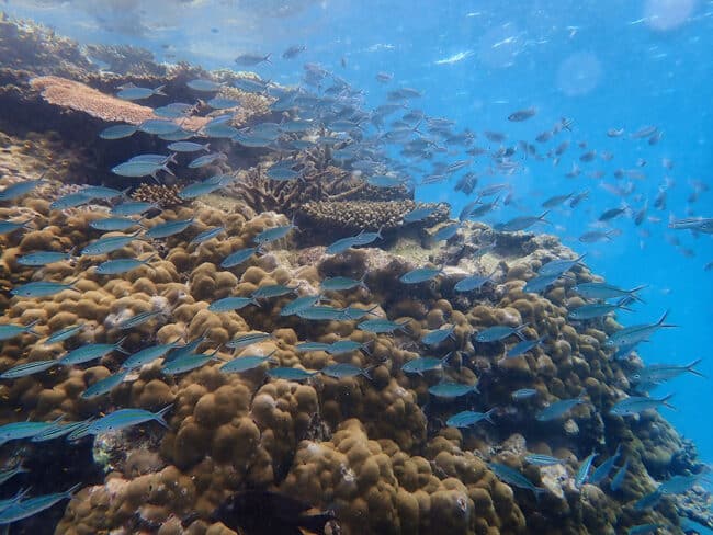 Schooling Reef Fish