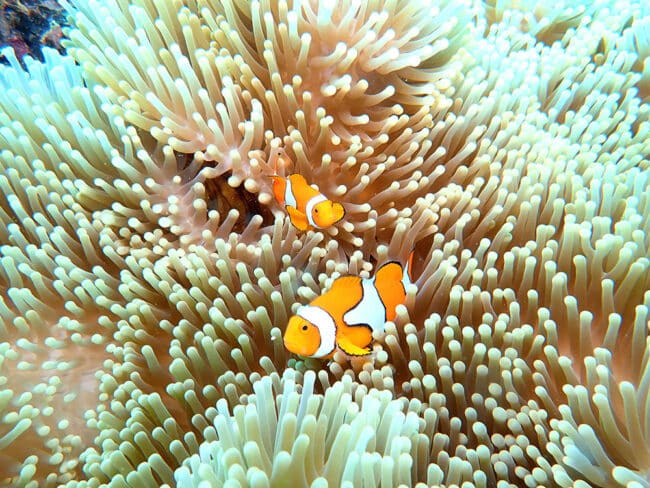 True Anemonefish Clownfish