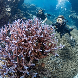 Certified Scuba Divers at Port Douglas Australia.