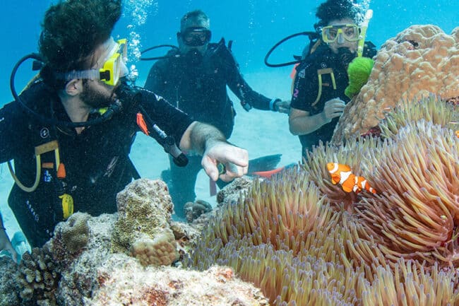 Scuba Divers with Anemonefish on the Agincourt Reef Australia.