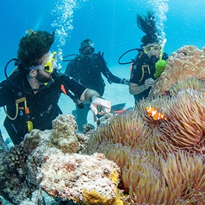 Scuba divers with Anemonefish.