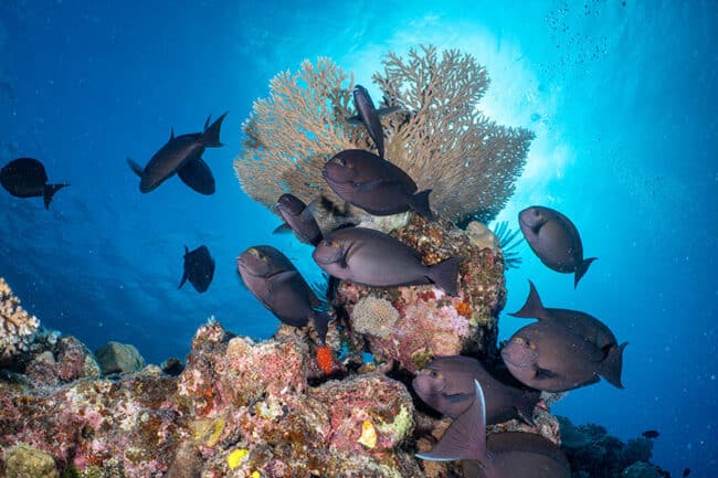 Schooling fish around bommie.