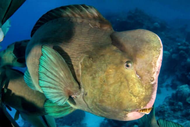 Bumphead Parrotfish at Hastings Reef Cairns Australia