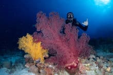 Giant soft corals at Osprey Reef Australia.