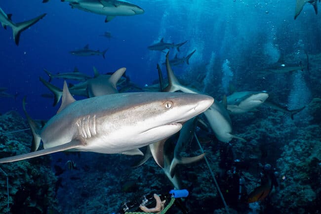 Grey Reef Sharks Osprey Reef.