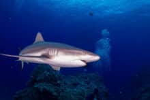 Grey Reef Sharks Osprey Reef Australia.