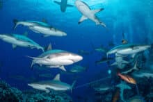 Large Schools of Reef Sharks.