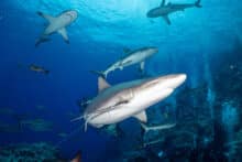 North Horn Dive site at Osprey Reef Coral Sea Australia.