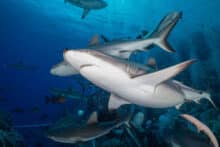 Osprey Reef Shark Dive.