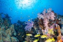 Purple soft corals and yellow Perch fish.