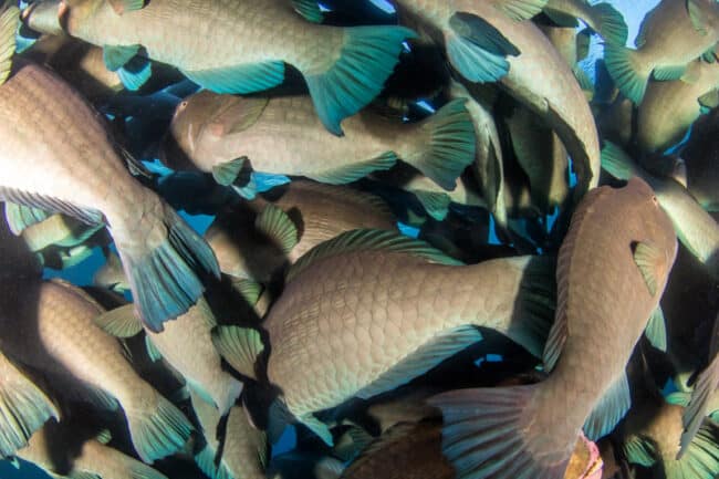 Schooling Bumphead Parrotfish