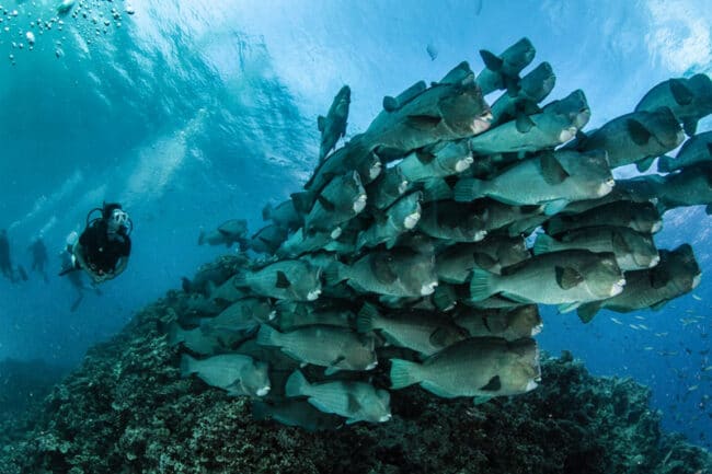 Scuba diving with Schooling Bumphead Parrotfish